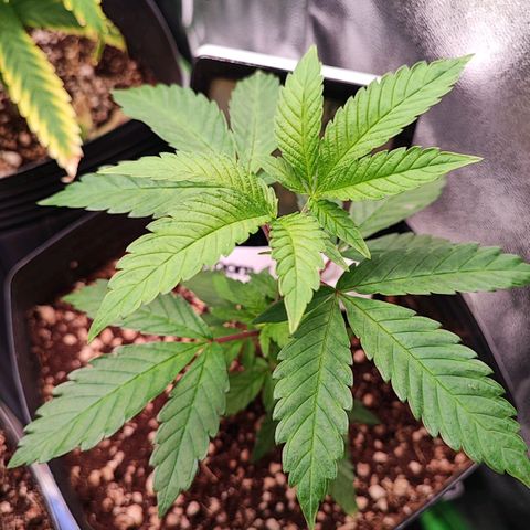Enrolada  growlog timeline photo