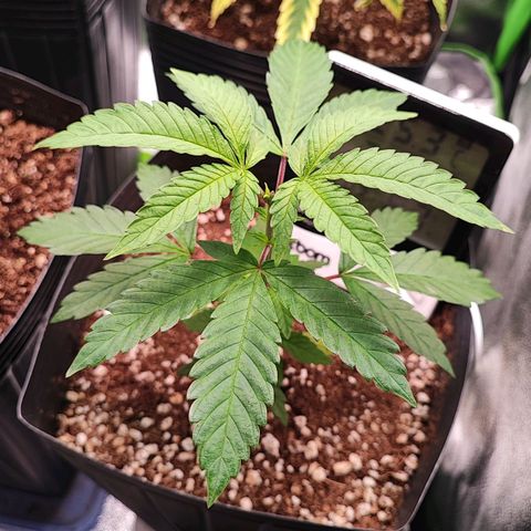 Enrolada  growlog timeline photo