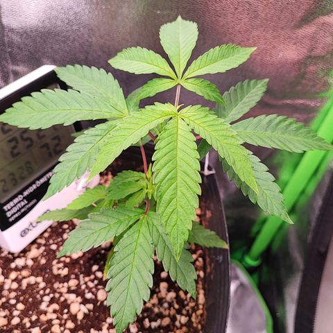 Enrolada  growlog timeline photo
