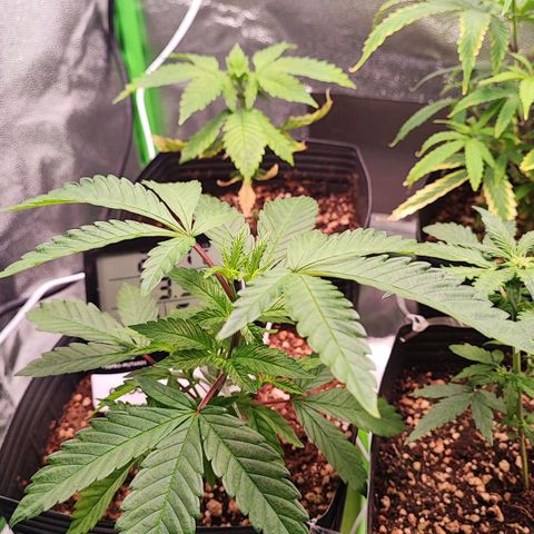 Enrolada  growlog timeline photo
