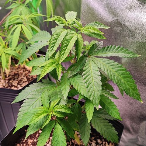 Enrolada  growlog timeline photo