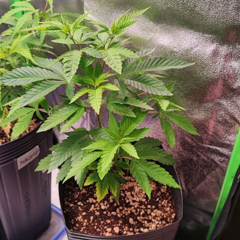 Enrolada  growlog timeline photo