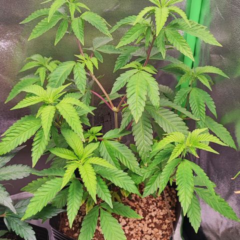 Enrolada  growlog timeline photo