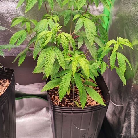Enrolada  growlog timeline photo