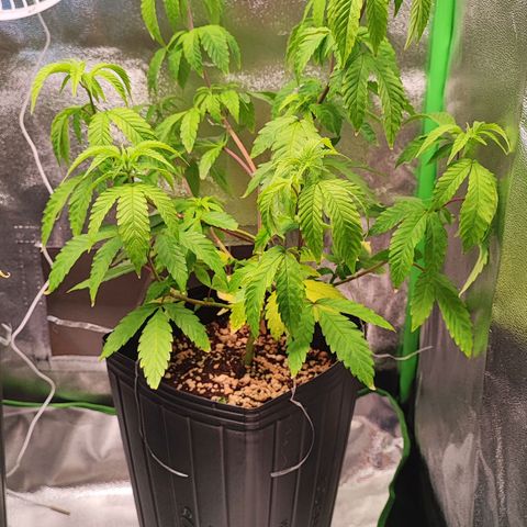 Enrolada  growlog timeline photo