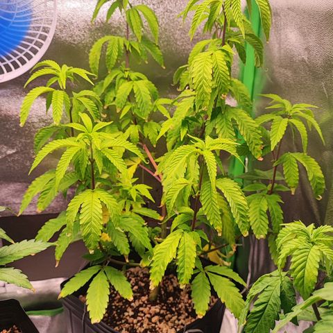 Enrolada  growlog timeline photo