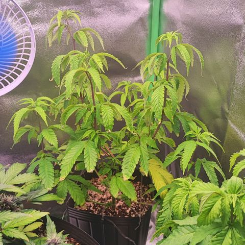 Enrolada  growlog timeline photo