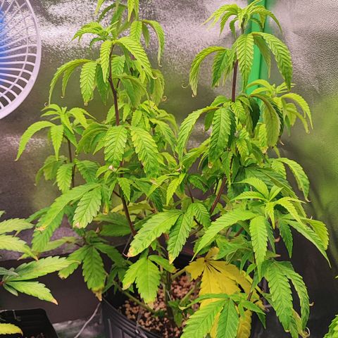 Enrolada  growlog timeline photo
