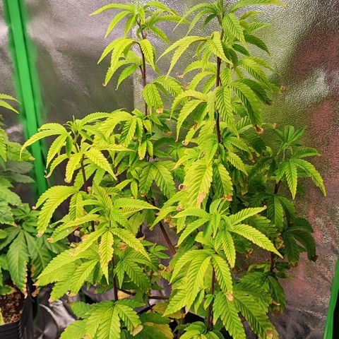 Enrolada  growlog timeline photo