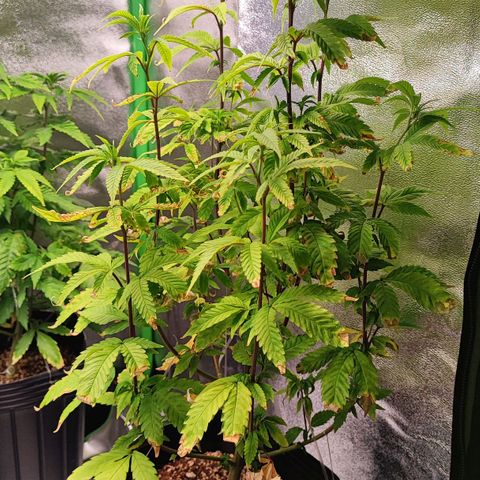 Enrolada  growlog timeline photo