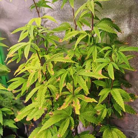 Enrolada  growlog timeline photo
