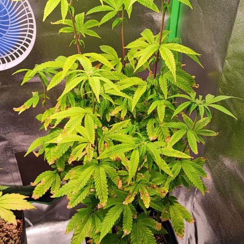Enrolada  growlog timeline photo