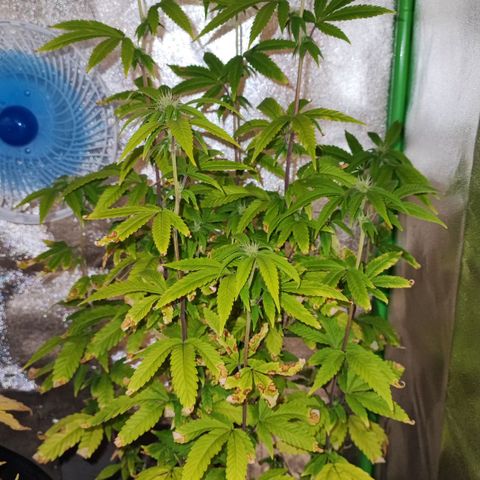 Enrolada  growlog timeline photo