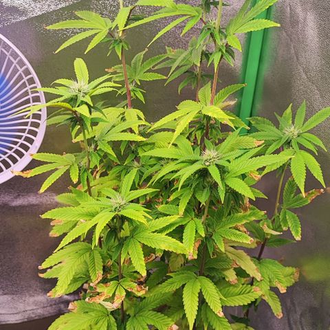 Enrolada  growlog timeline photo