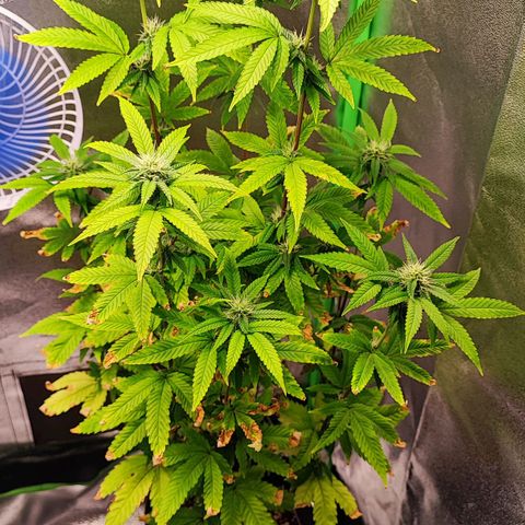 Enrolada  growlog timeline photo