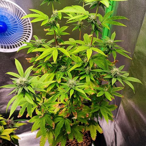 Enrolada  growlog timeline photo