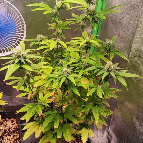 Enrolada  growlog timeline photo