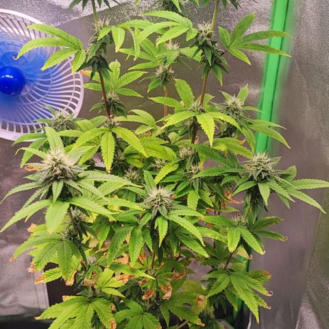 Enrolada  growlog timeline photo