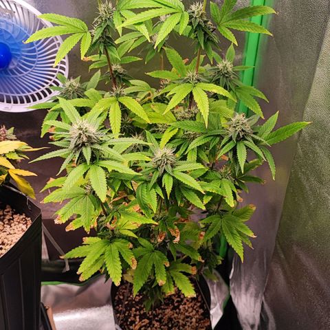 Enrolada  growlog timeline photo