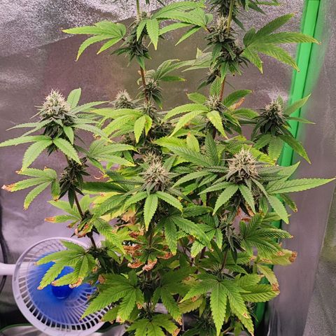 Enrolada  growlog timeline photo
