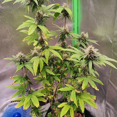 Enrolada  growlog timeline photo