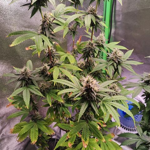 Enrolada  growlog timeline photo