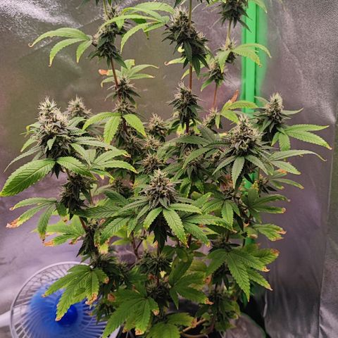 Enrolada  growlog timeline photo