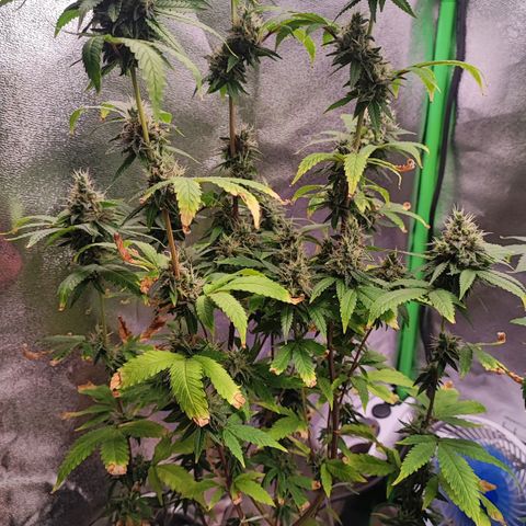Enrolada  growlog timeline photo