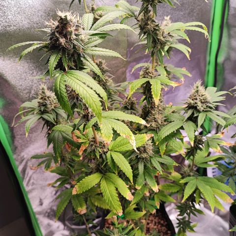 Enrolada  growlog timeline photo