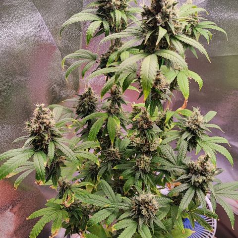 Enrolada  growlog timeline photo