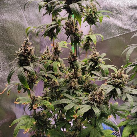 Enrolada  growlog timeline photo