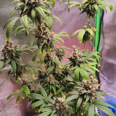 Enrolada  growlog timeline photo