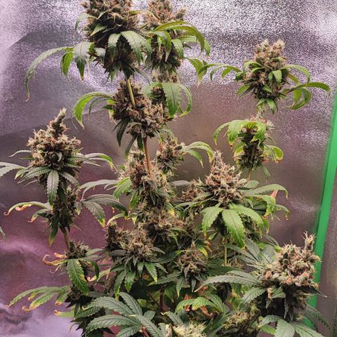 Enrolada  growlog timeline photo