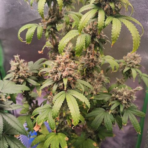 Enrolada  growlog timeline photo