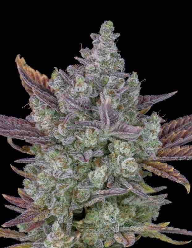 Gorilla Cookies Auto #2 growlog header