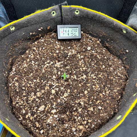 Critical Orange Punch growlog timeline photo
