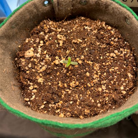 Gorilla Gelato growlog timeline photo