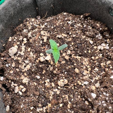 Gorilla Gelato growlog timeline photo