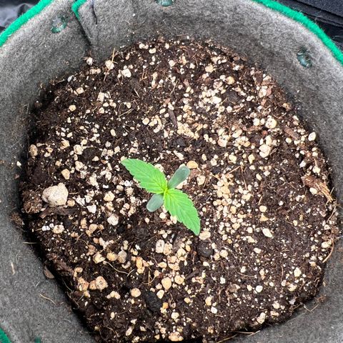 Gorilla Gelato growlog timeline photo