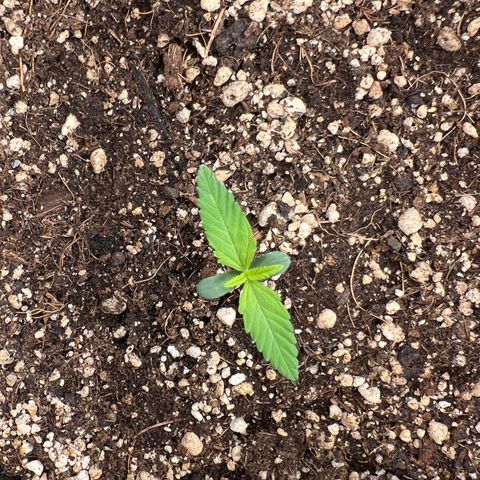 Critical Orange Punch growlog timeline photo