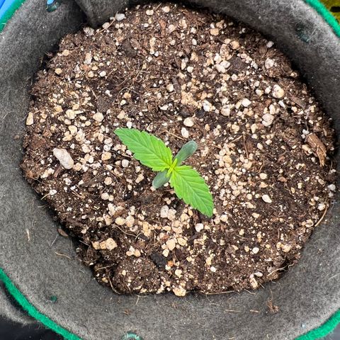 Gorilla Gelato growlog timeline photo