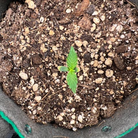 Gorilla Gelato #1 growlog timeline photo