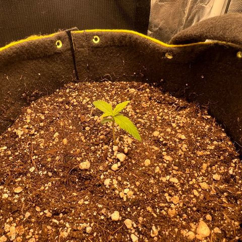 Critical Orange Punch growlog timeline photo