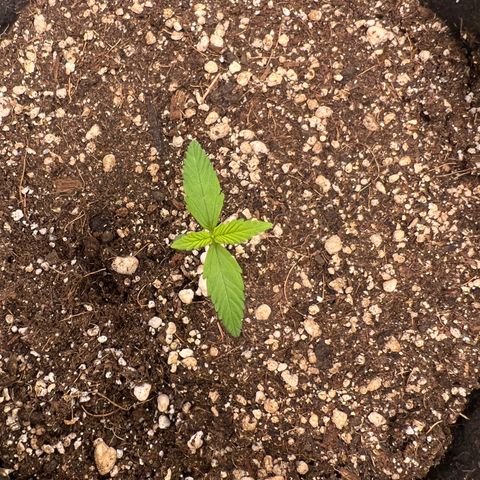 Critical Orange Punch growlog timeline photo