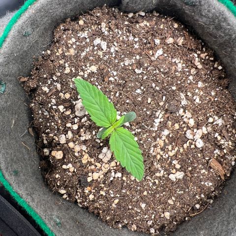 Gorilla Gelato growlog timeline photo