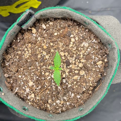 Gorilla Gelato #1 growlog timeline photo