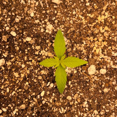 Critical Orange Punch growlog timeline photo