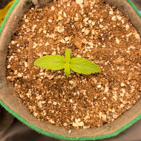Gorilla Gelato growlog timeline photo