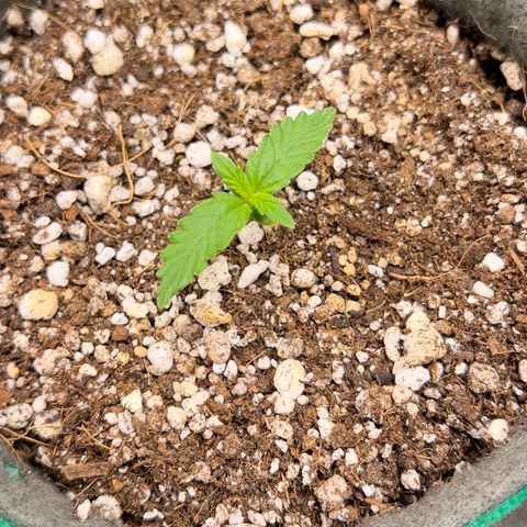 Gorilla Gelato #1 growlog timeline photo
