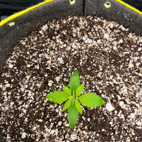 Critical Orange Punch growlog timeline photo